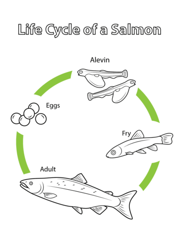 Life Cycle Of A Salmon Coloring Page